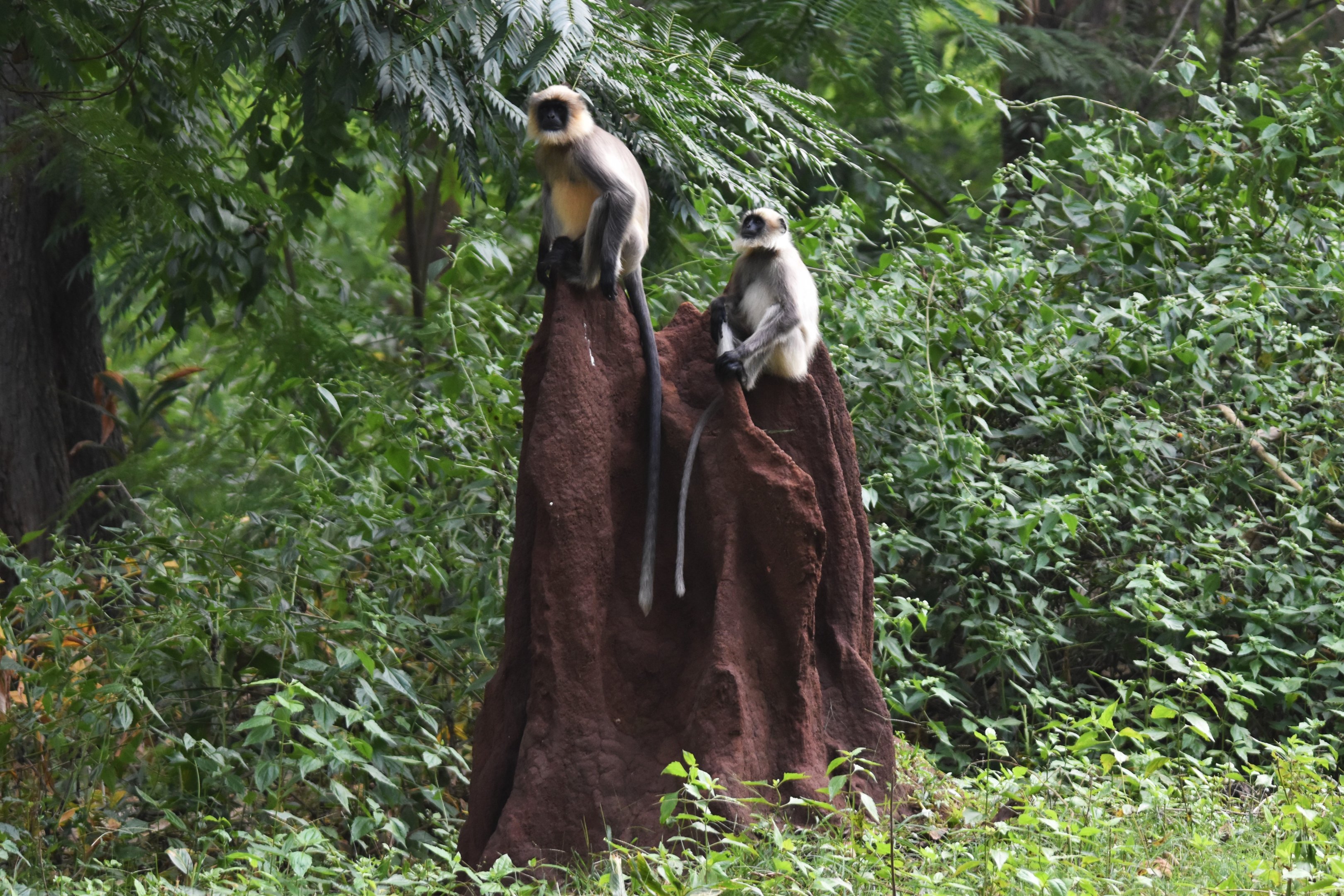 Travancore Black-footed Grey Langurs, Nagarahole Tiger Reserve, 19th November 2024