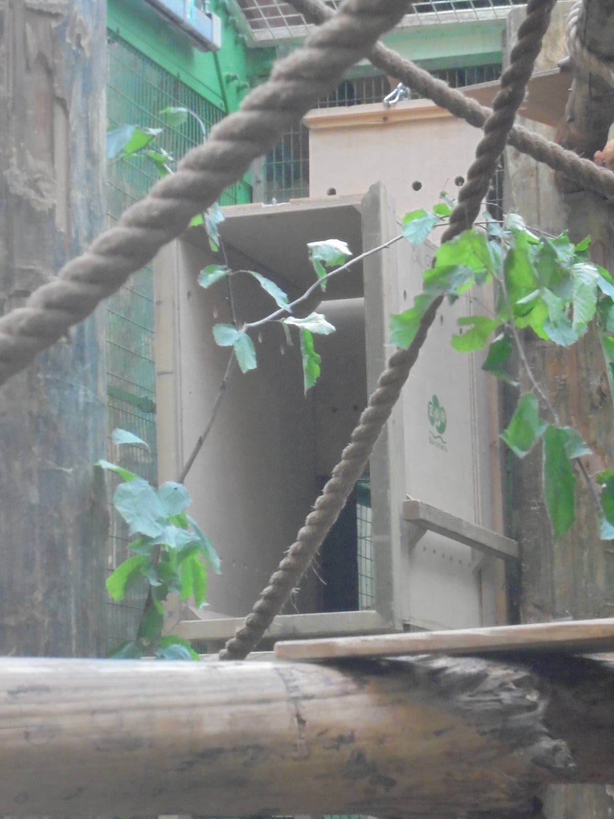 Travel crate in Colobus enclosure 2015.