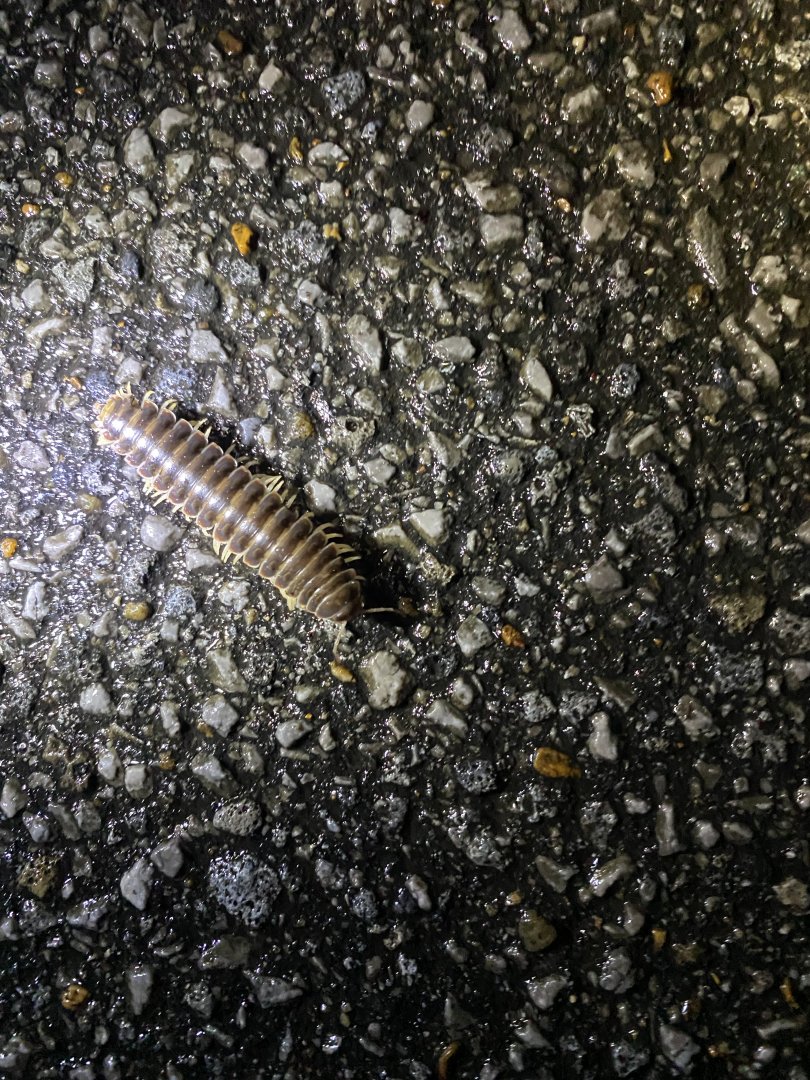 Traveling Cherry Millipede (Pleuroloma flavipes)