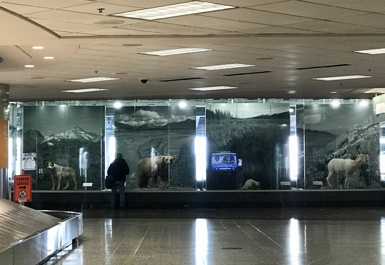 Traveller viewing the natural history display.