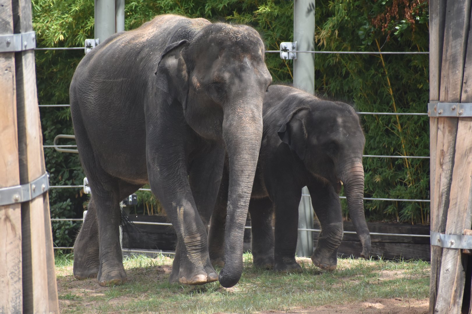 Travis and Belle, the Asian Elephants