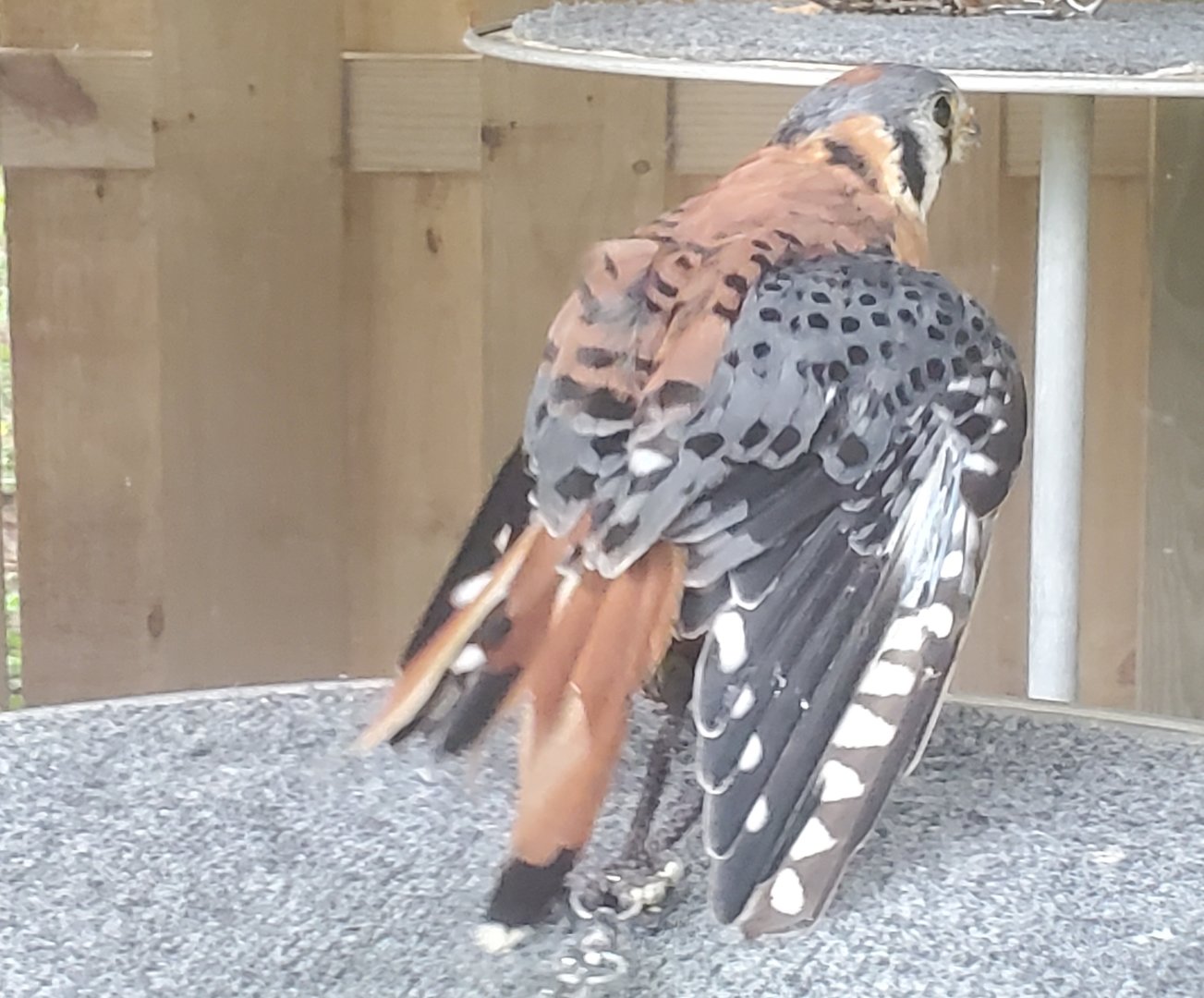 Treasure Coast Wildlife Center - American Kestrel