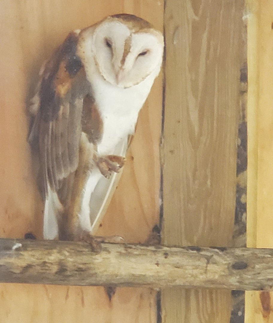 Treasure Coast Wildlife Center - Barn Owl