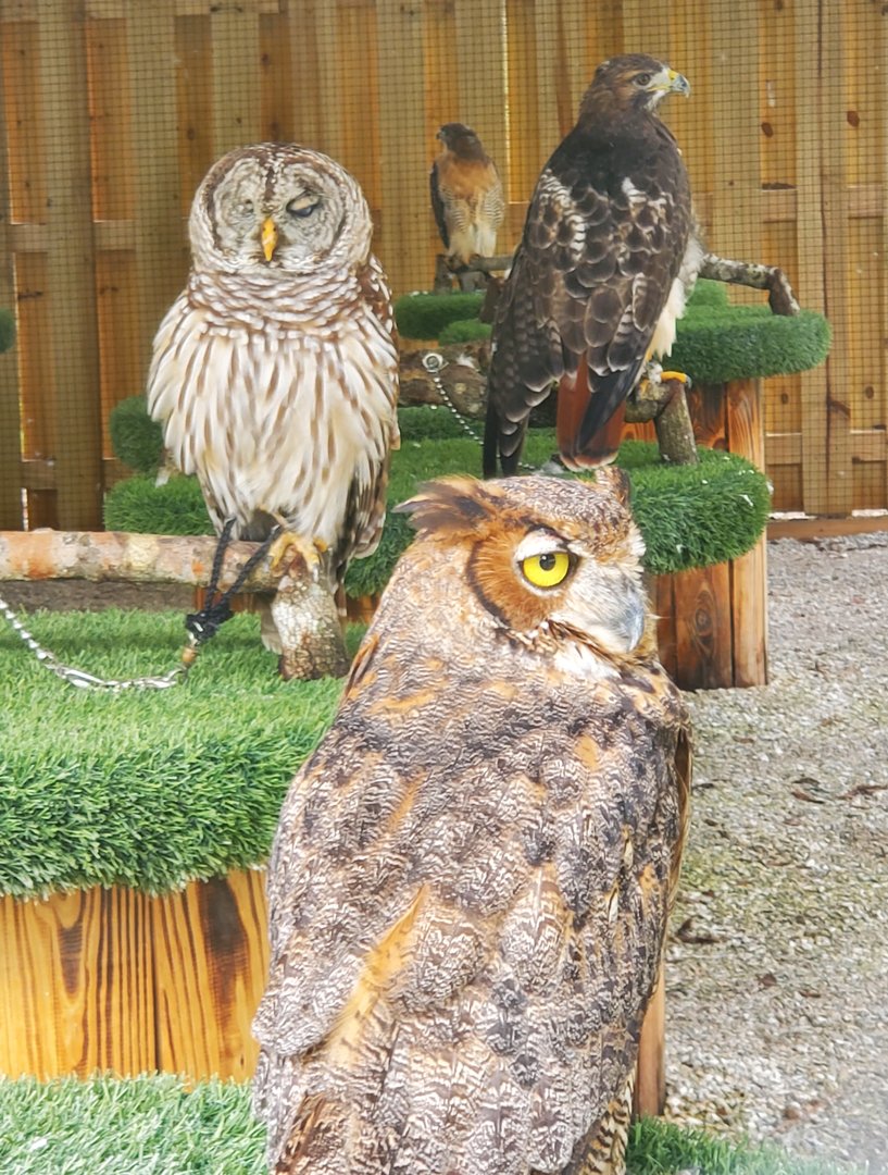 Treasure Coast Wildlife Center - Birds of prey close