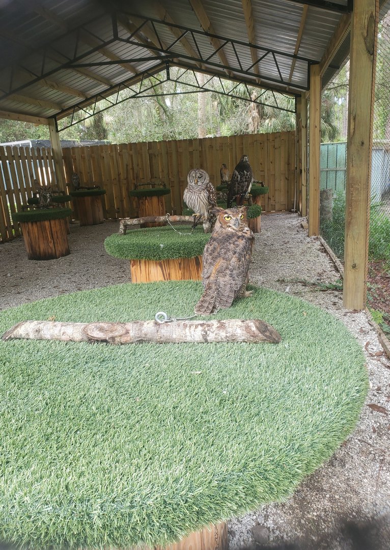 Treasure Coast Wildlife Center - Birds of prey