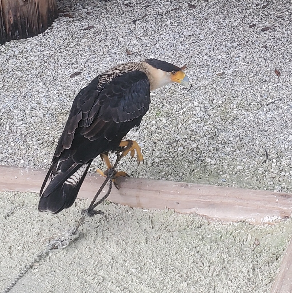 Treasure Coast Wildlife Center - Crested Caracara