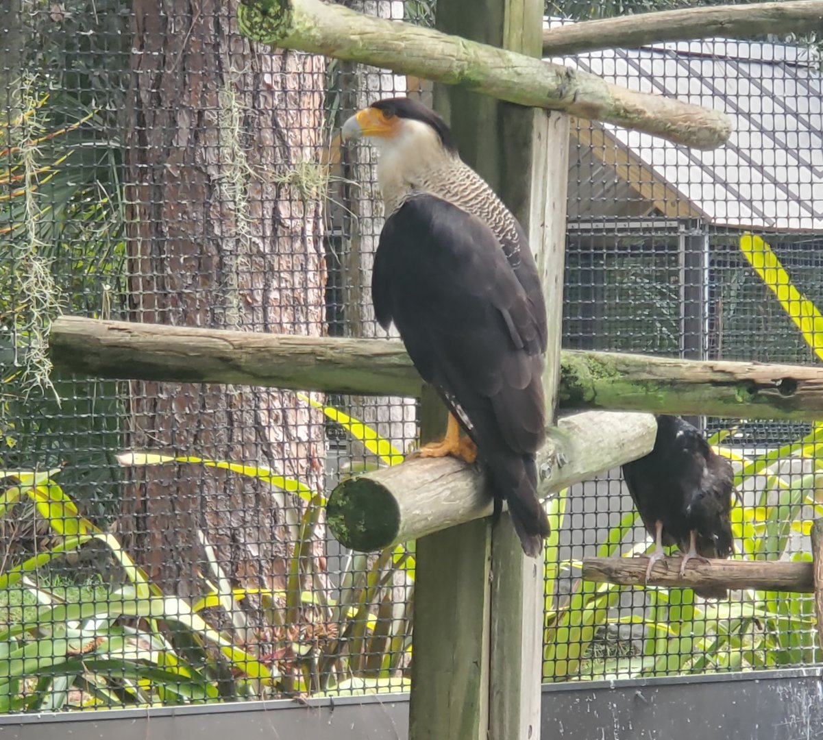 Treasure Coast Wildlife Center - Crested Caracara