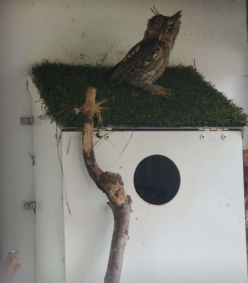 Treasure Coast Wildlife Center - Eastern Screech Owl