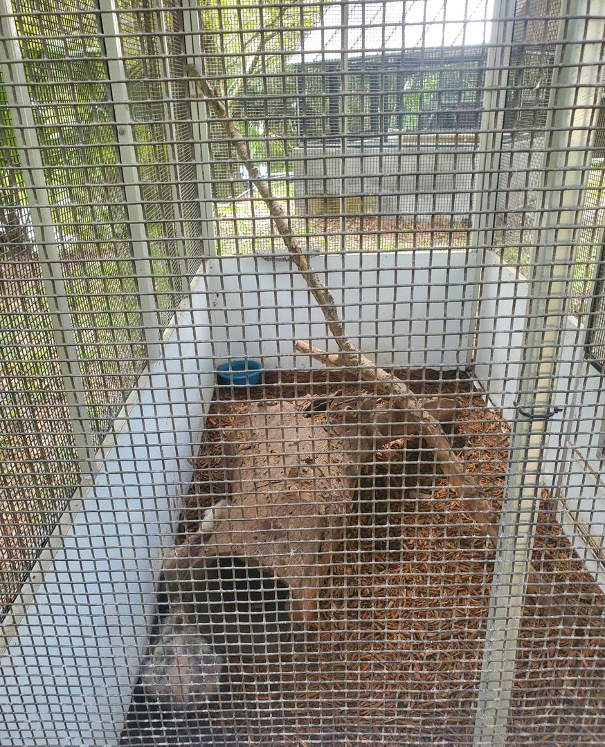 Treasure Coast Wildlife Center - Opossum enclosure