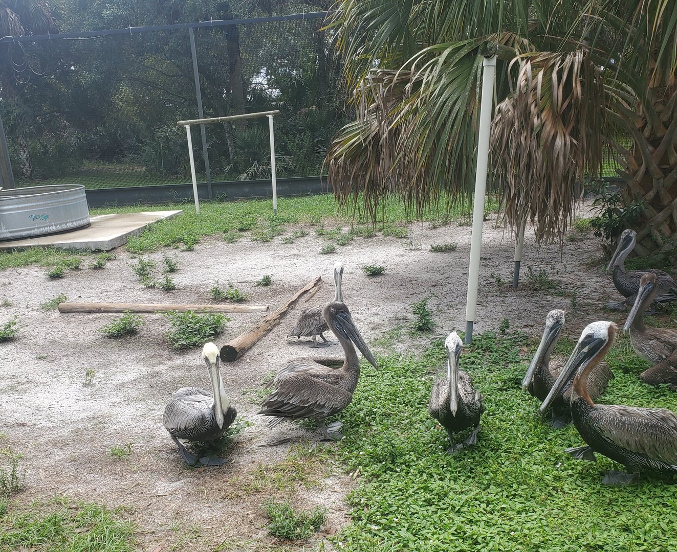 Treasure Coast Wildlife Center - Pelicans