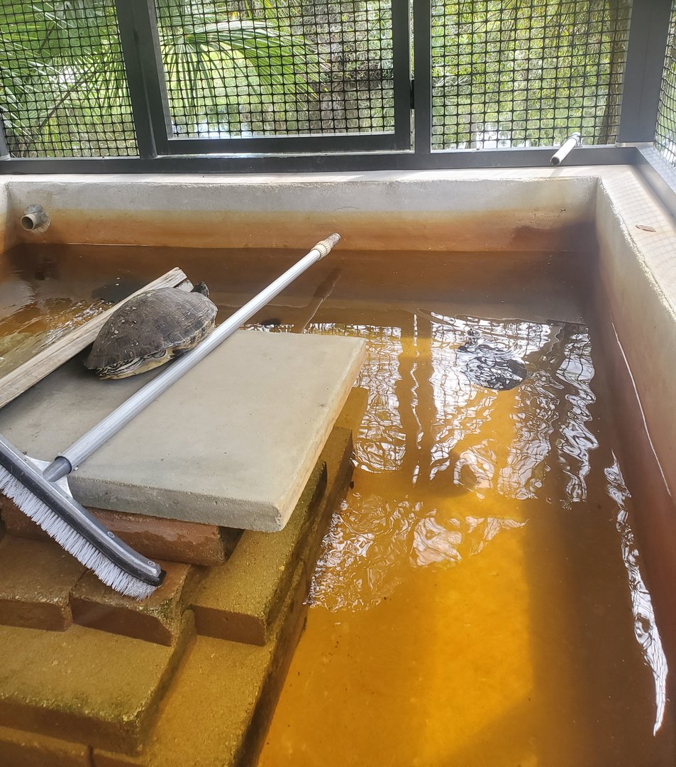 Treasure Coast Wildlife Center - Red-eared Sliders