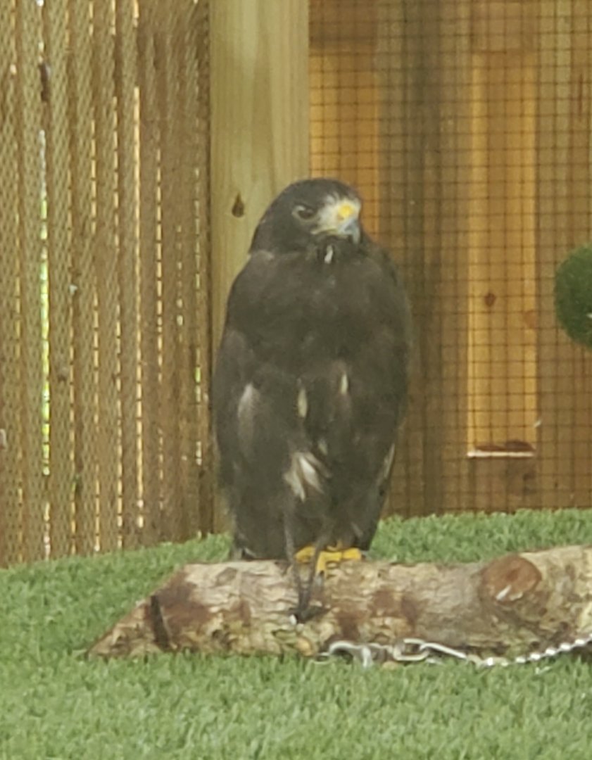 Treasure Coast Wildlife Center - Short-tailed Hawk
