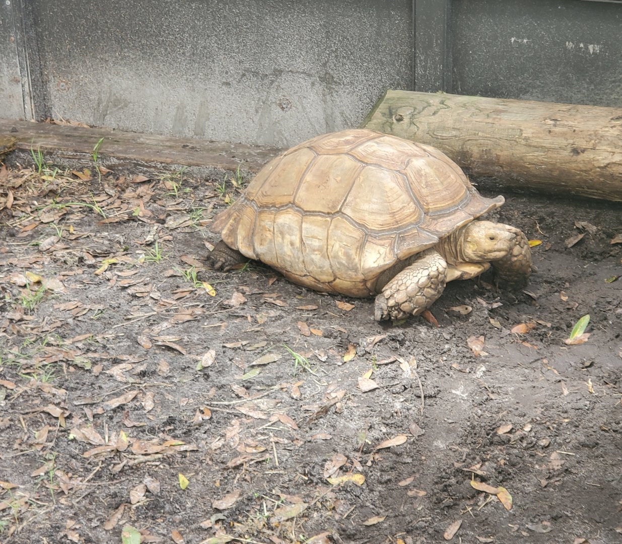 Treasure Coast Wildlife Center - Sulcata
