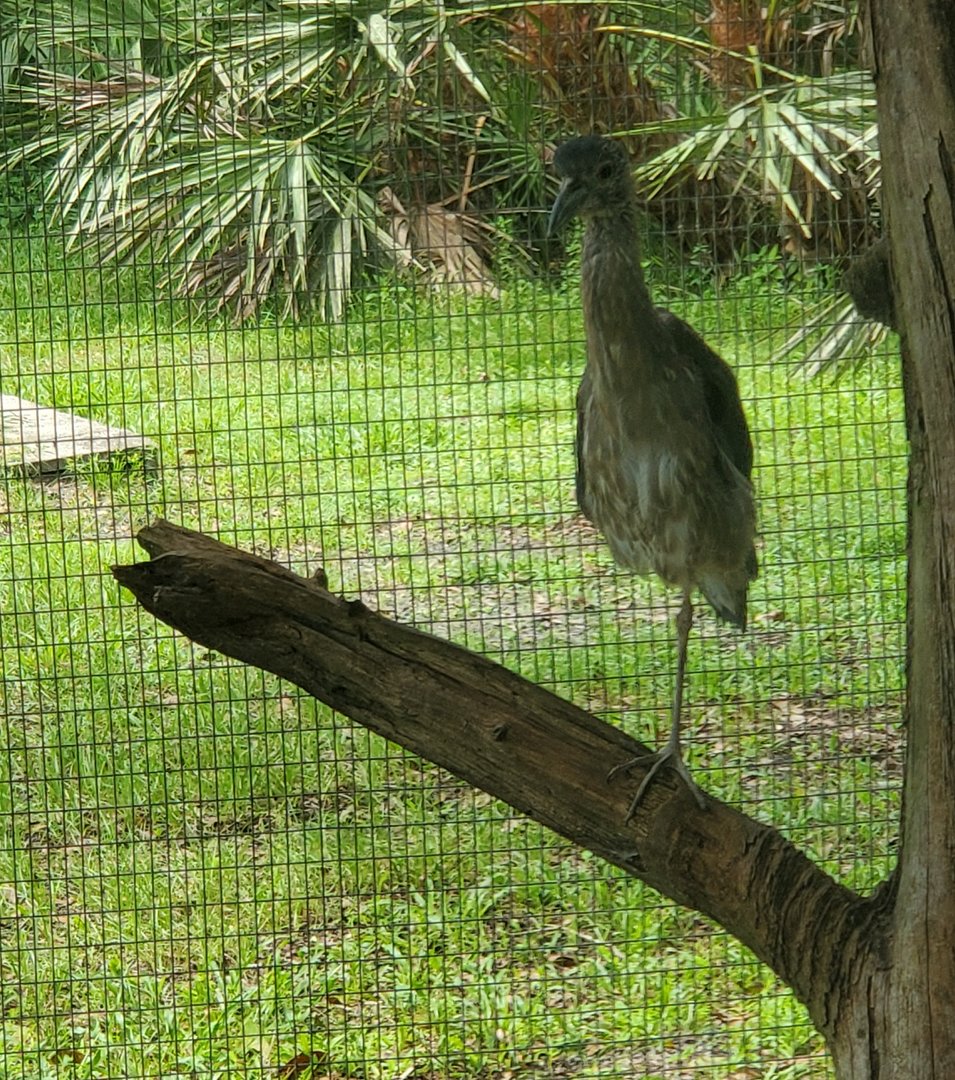 Treasure Coast Wildlife Center - Yellow-crowned Night Heron