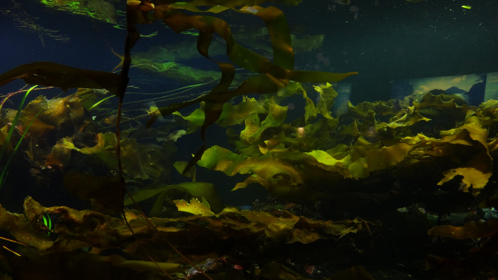 Treasures of bc coast