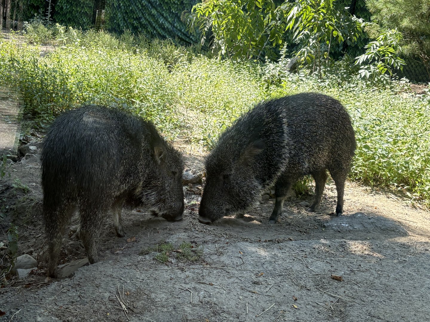 Treasures of Sierra Madre - Chacoan Peccary
