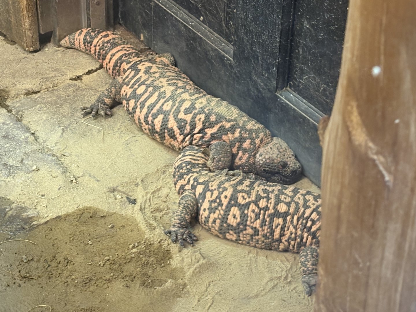 Treasures of Sierra Madre - Gila Monster