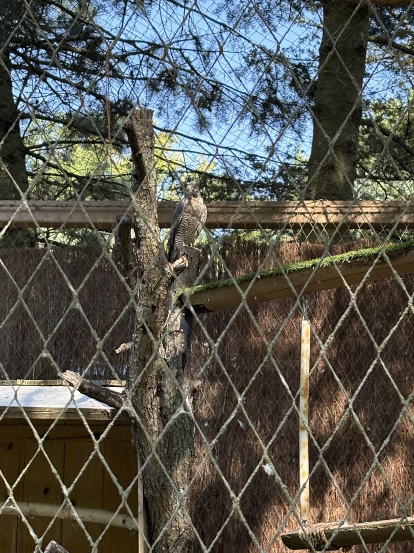 Treasures of Sierra Madre - Peregrine Falcon