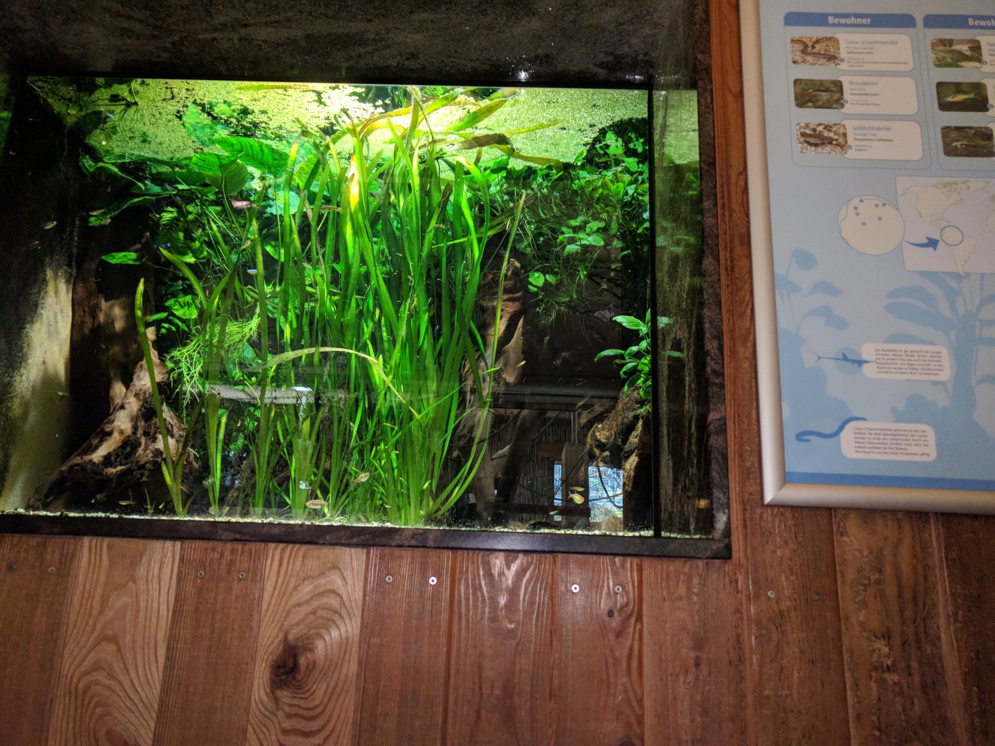 Treasures of the Amazon Tank