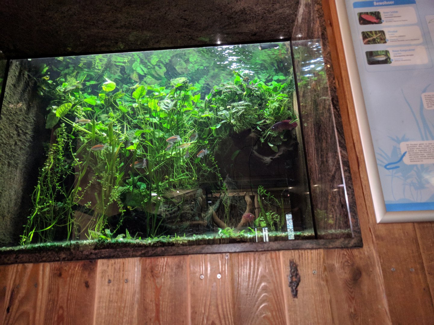 Treasures of the Congo Tank