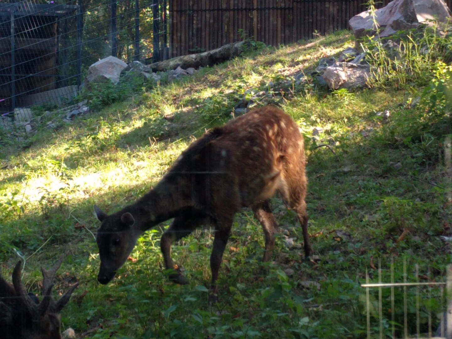Treasures of the Phillipines female Visayan Spotted Deer