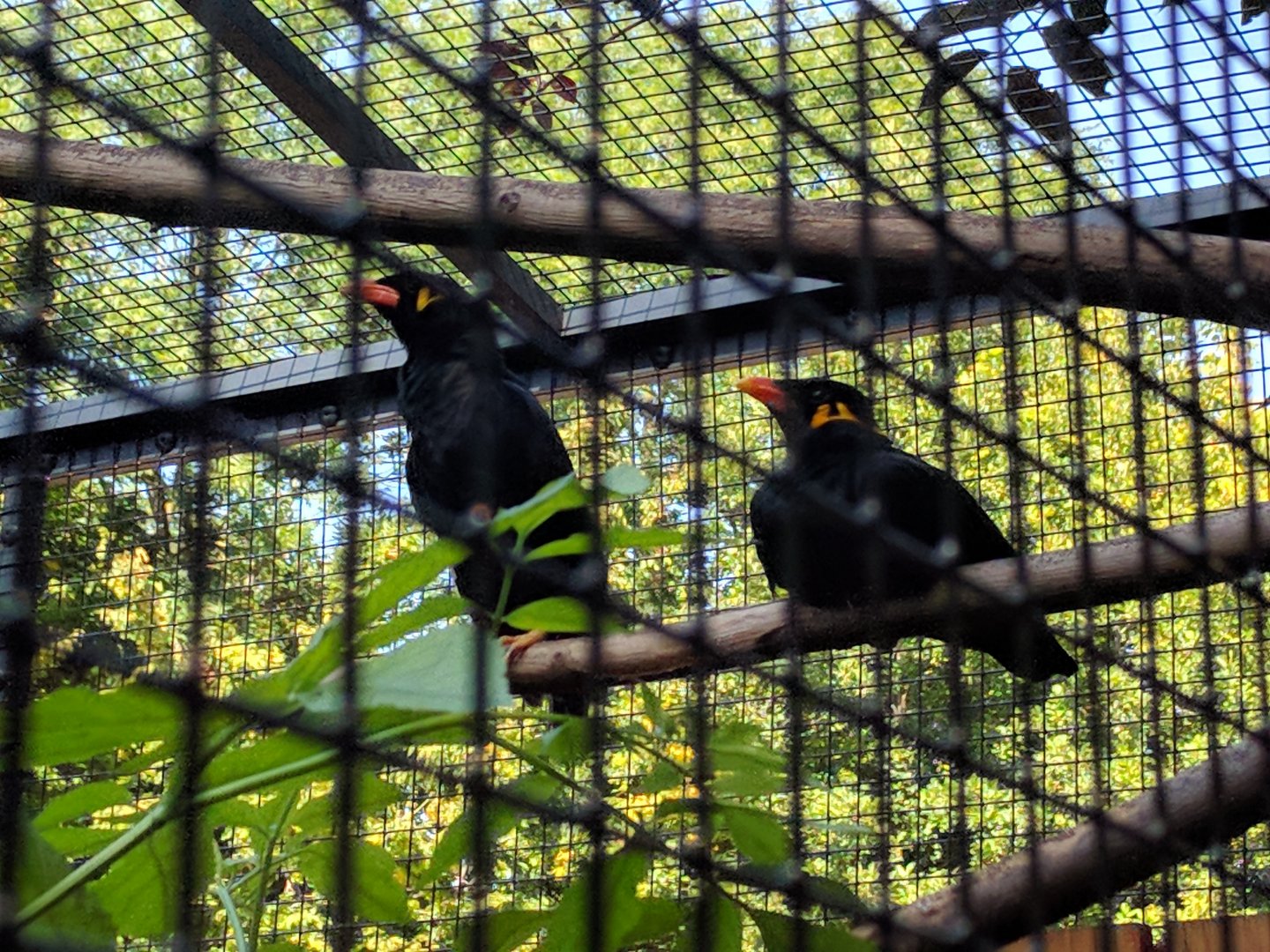 Treasures of the Phillipines Hill Mynahs