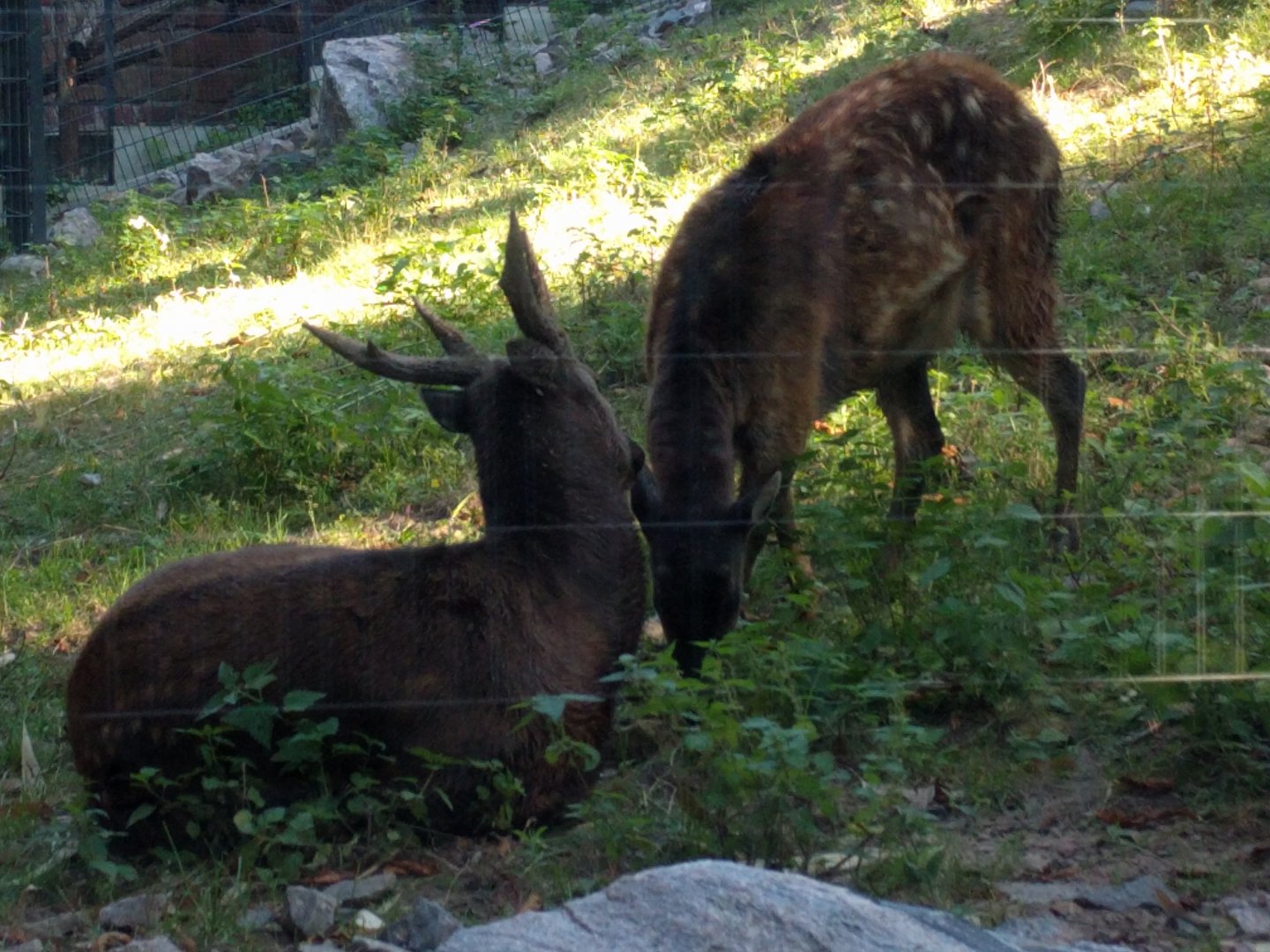 Treasures of the Phillipines Male and female Visayan Spotted Deer