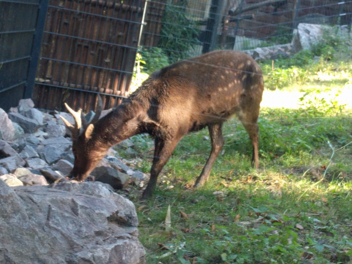 Treasures of the Phillipines Male Visayan Spotted Deer