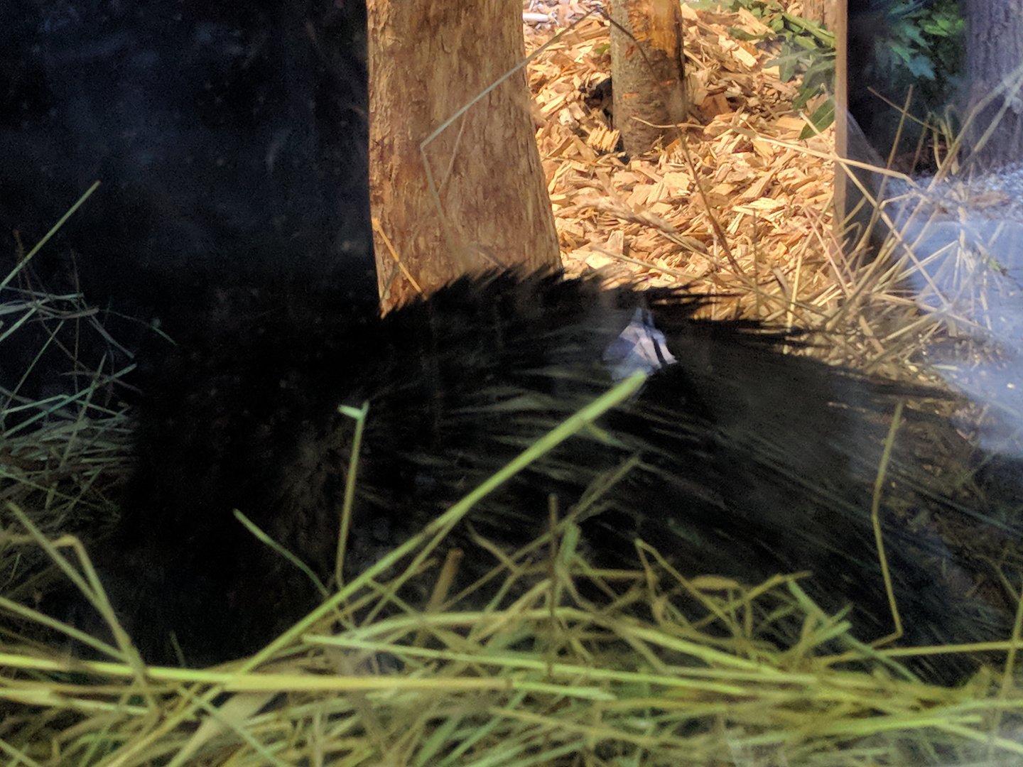 Treasures of the Phillipines Palawan Porcupine