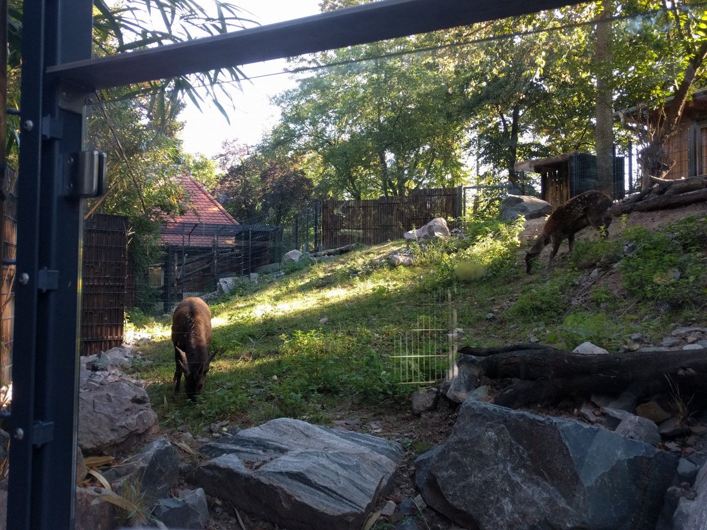 Treasures of the Phillipines Visayan Spotted Deer and Visayan Warty Pig Enclosure