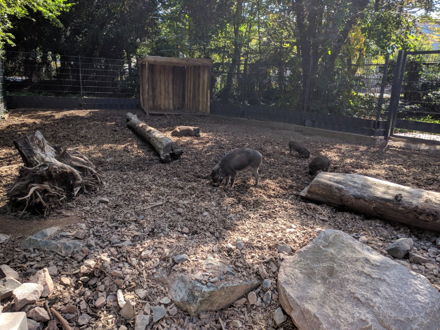 Treasures of the Phillipines Visayan Warty Pig Enclosure