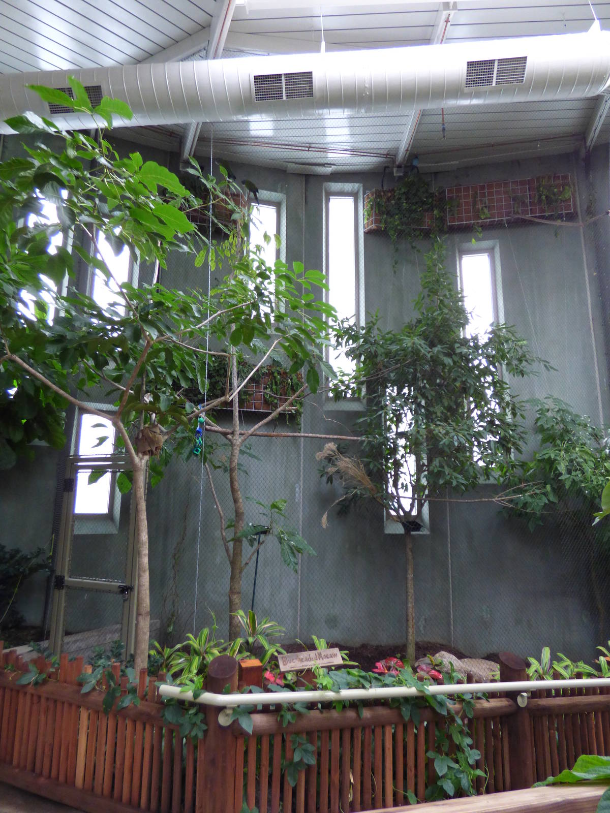 Treasures of the Rainforest - Blue-headed Macaw and Green Magpie Exhibit