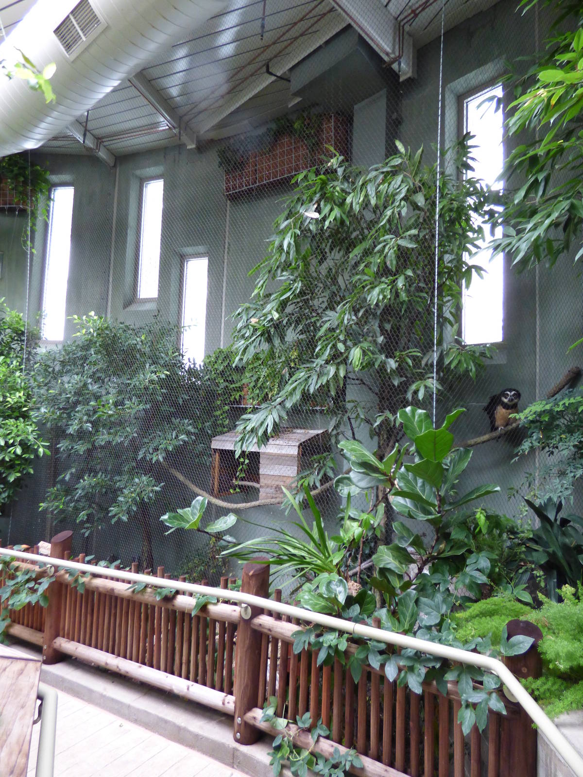 Treasures of the Rainforest - Spectacled Owl Exhibit