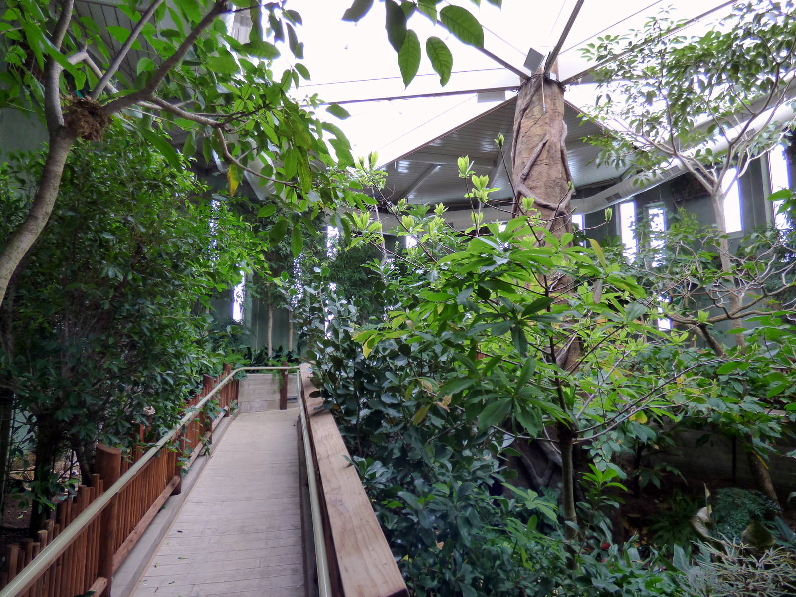 Treasures of the Rainforest