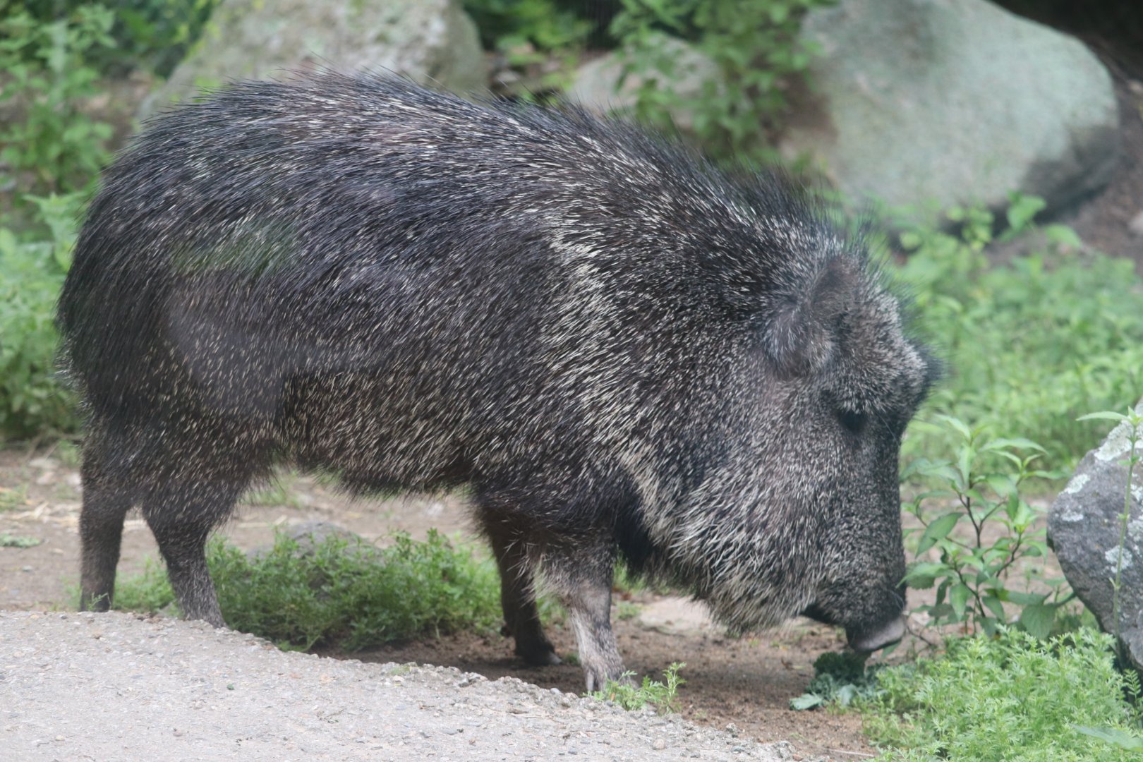 Treasures Of The Sierra Madre - Chacoan Peccary