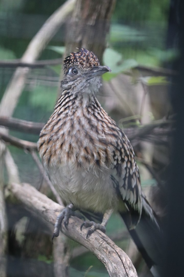 Treasures Of The Sierra Madre - Greater Roadrunner