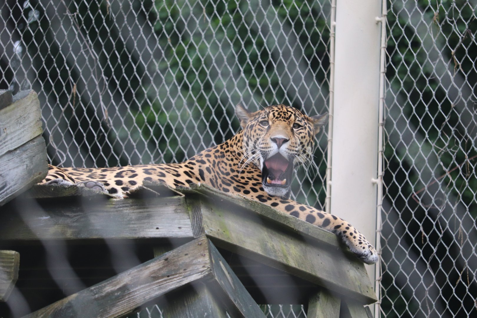 Treasures Of The Sierra Madre - Jaguar