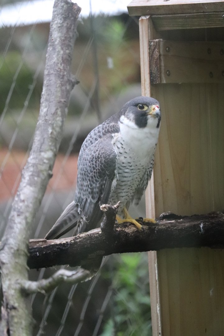 Treasures Of The Sierra Madre - Peregrine Falcon