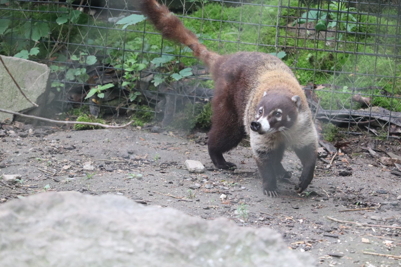 Treasures Of The Sierra Madre - White-Nosed Coati