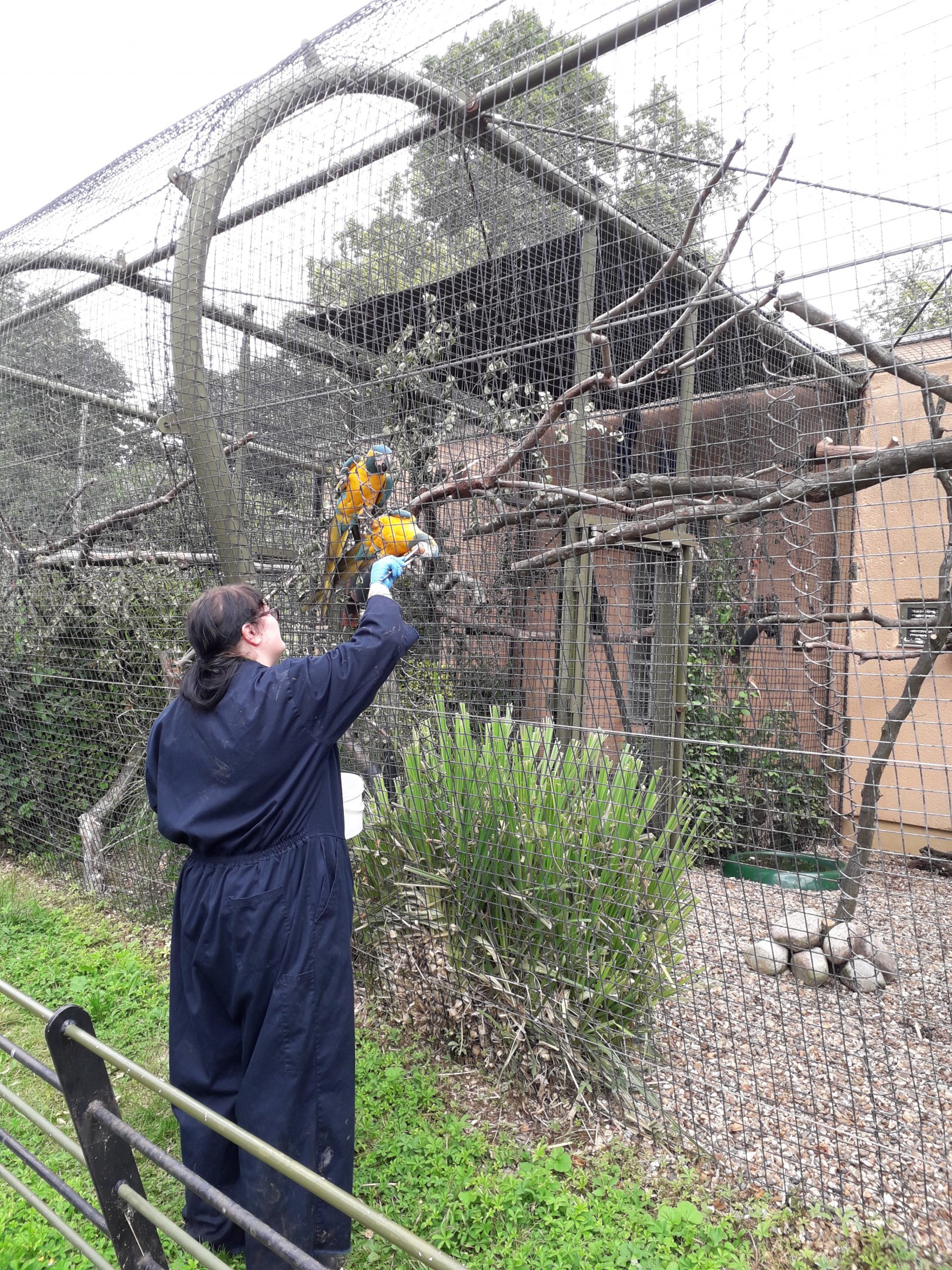 Treat time for the macaws