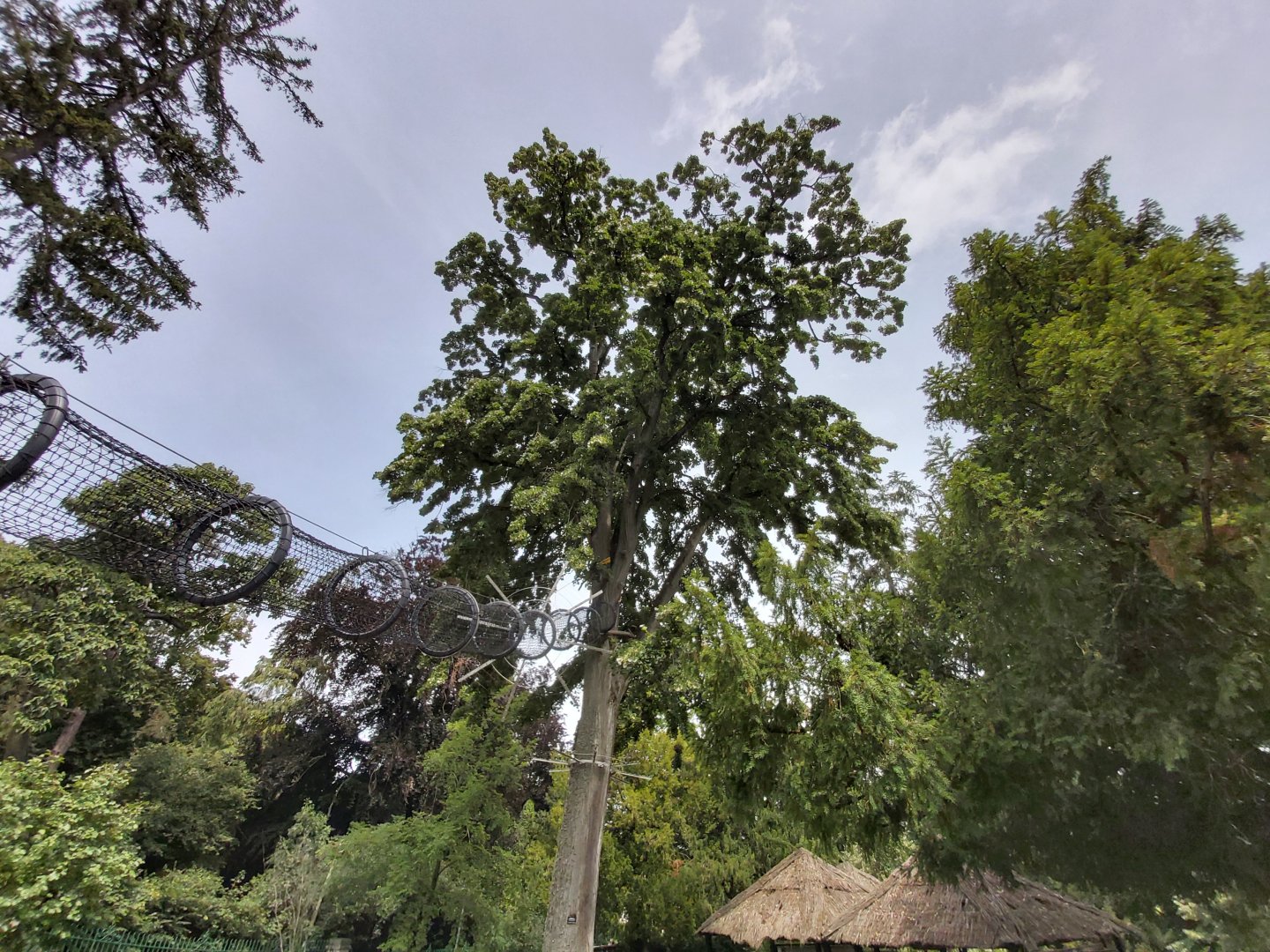 Tree accessible to lemurs
