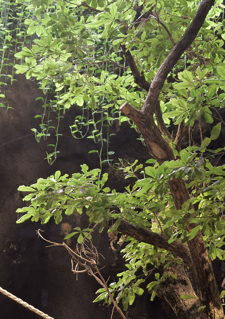 Tree and vines inside the 'Volcano'