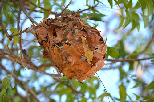 Tree ant nest