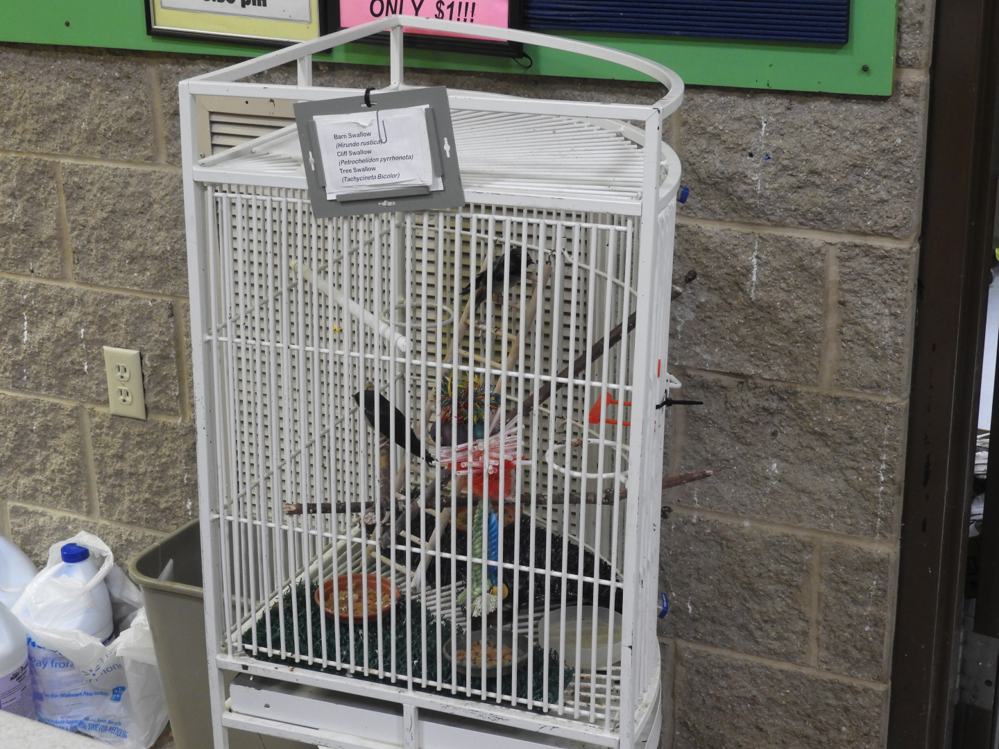Tree/Barn/Cliff Swallow exhibit - Observation Building - Bay Beach Wildlife Sanctuary