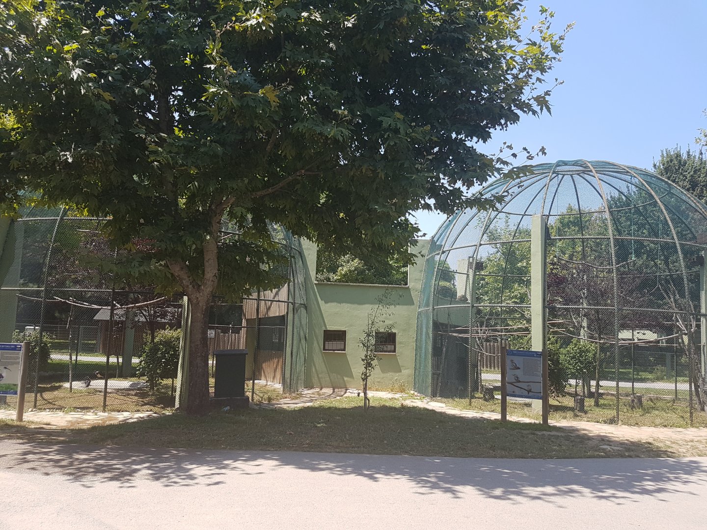 Tree blocking straw-necked ibis and blue wing kookaburrah