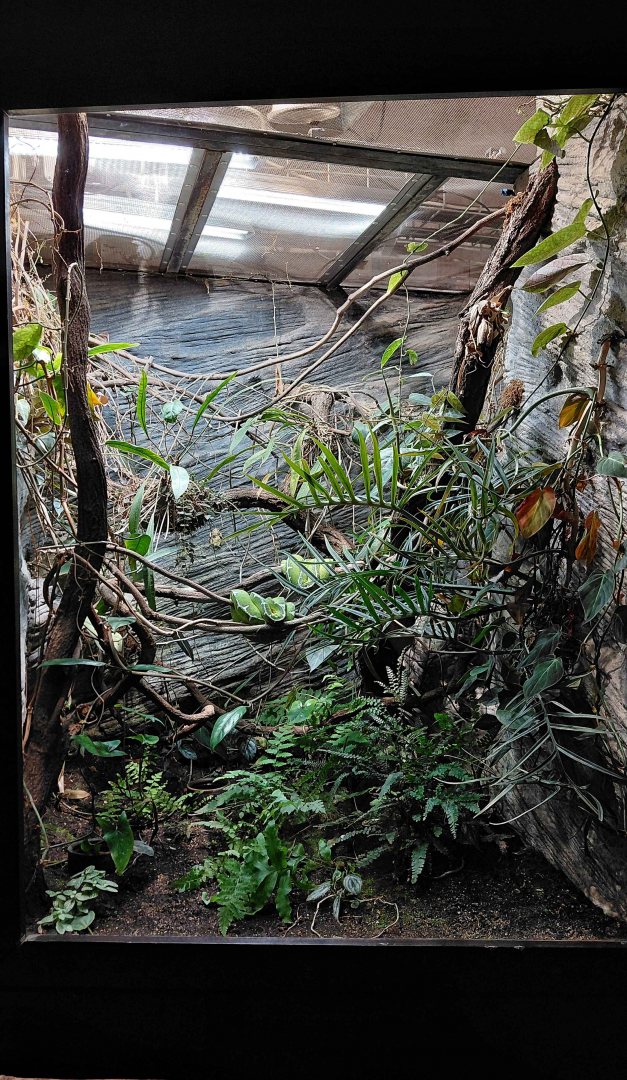 Tree boa exhibit