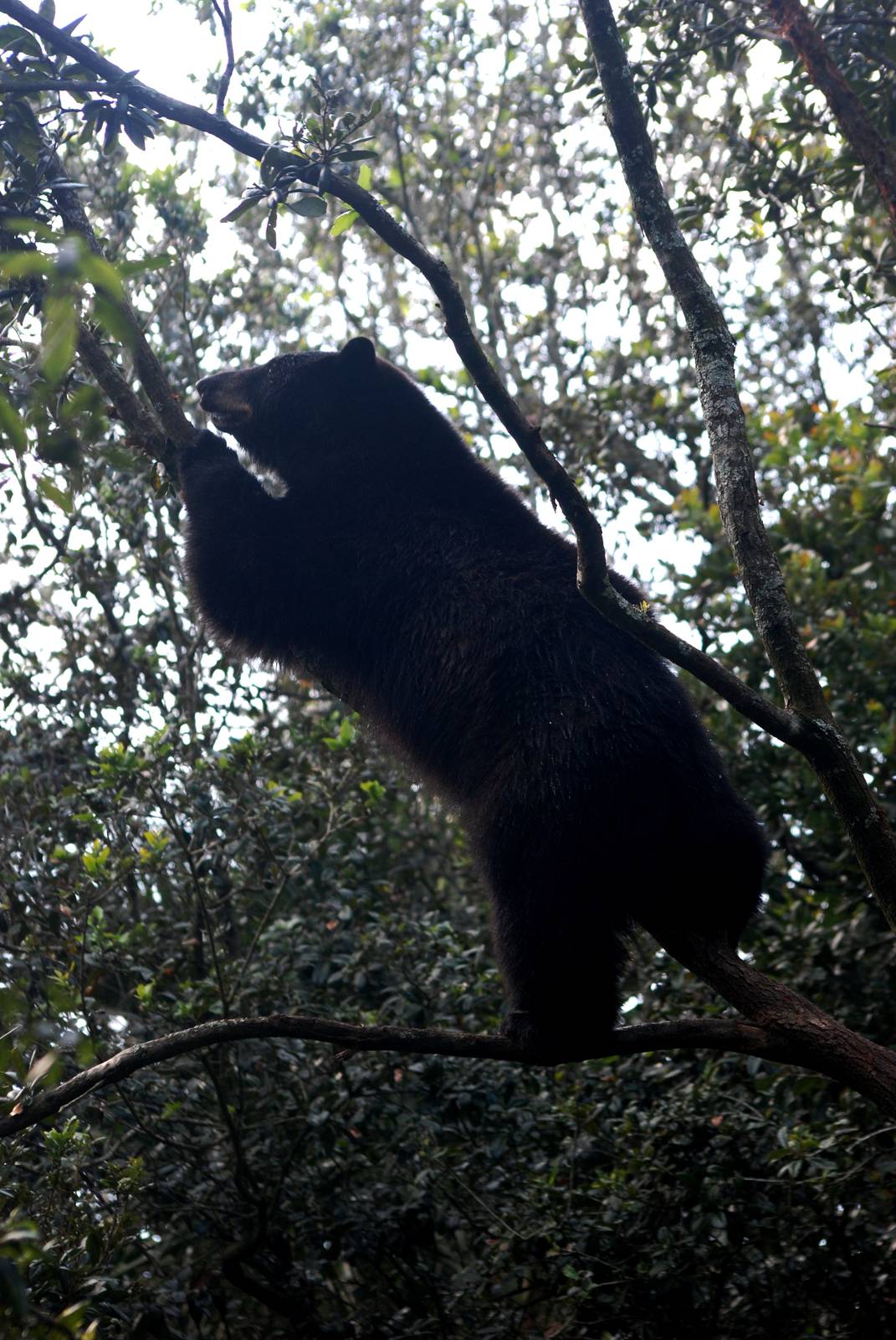 Tree-climbing Florida Black Bear at Lowry Park, 13/10/13