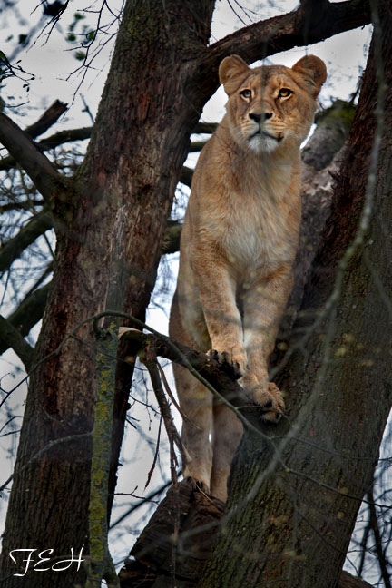 tree climbing lion