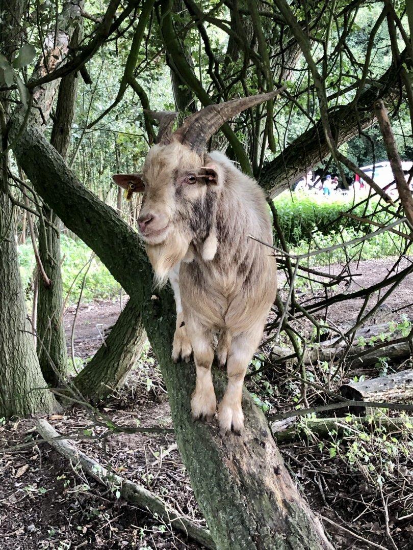 Tree climbing pygmy goat
