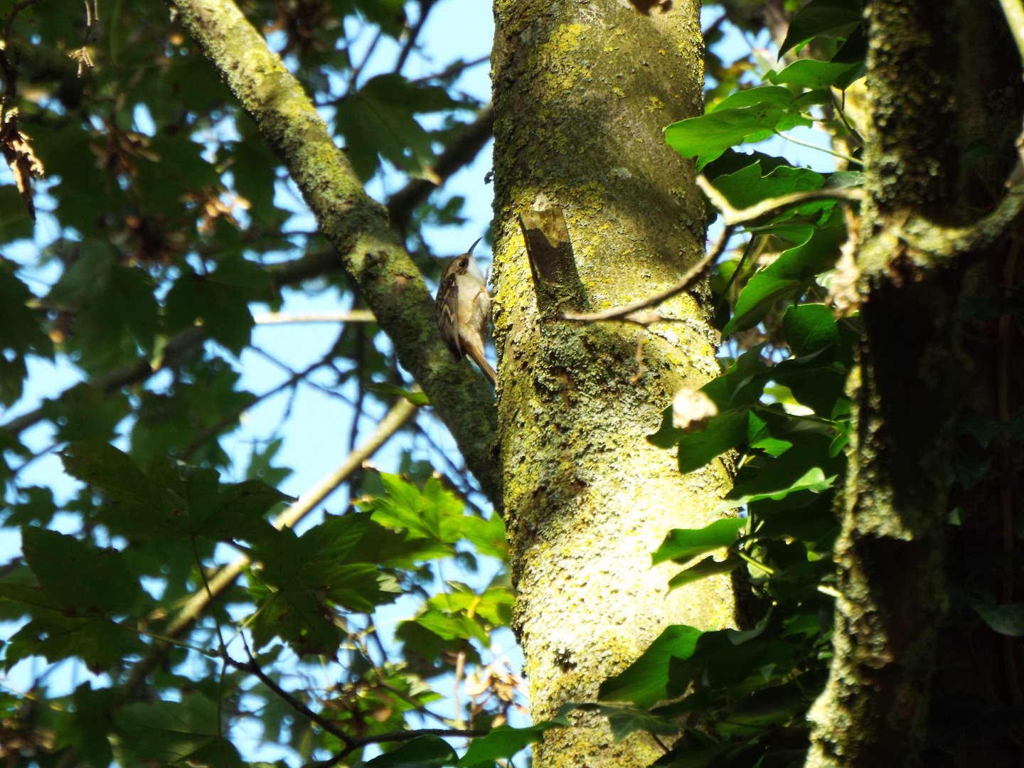 Tree Creeper, Banham Zoo